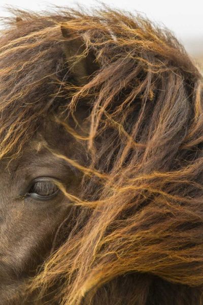 Europe, Iceland Icelandic horses head